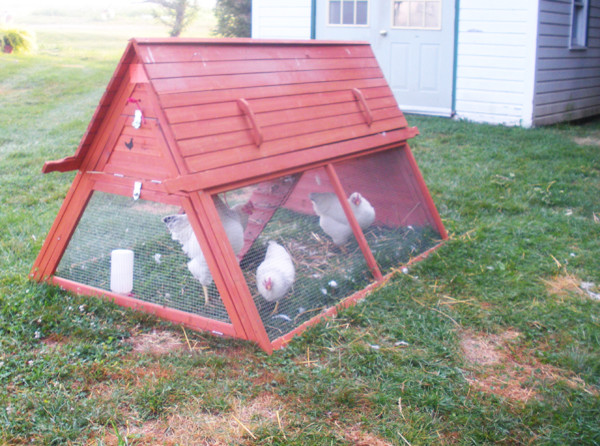 How To Build A Chicken Coop 13 How To Build A Chicken Coop 7