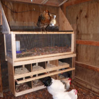 Why you should learn how to build a chicken coop