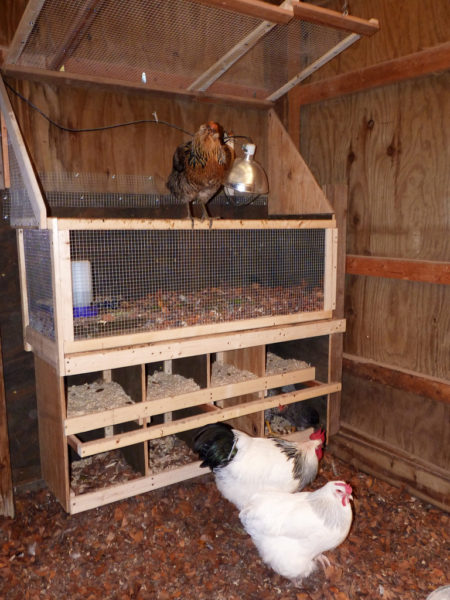 Why you should learn how to build a chicken coop