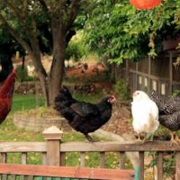 There's fun in building a chicken coop