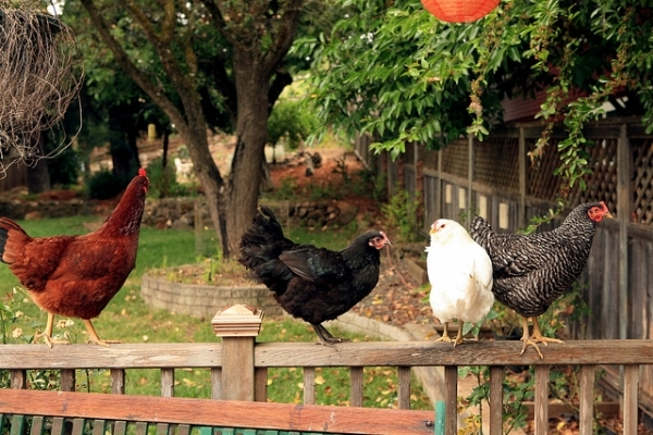 There's fun in building a chicken coop