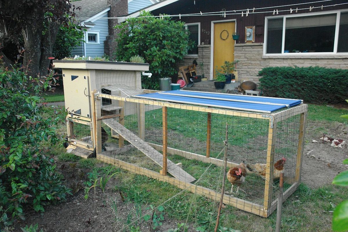 how to build a chicken house