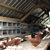 Inside mobile chicken coops