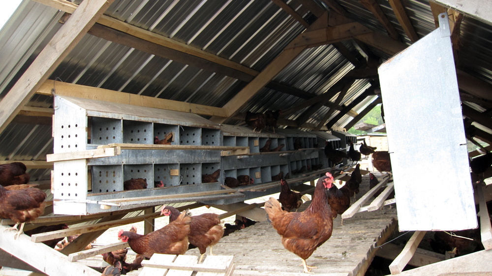 Inside mobile chicken coops